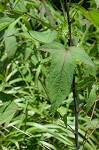 Halberdleaf rosemallow