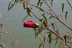 Halberdleaf rosemallow