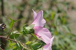 Halberdleaf rosemallow