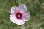 Halberdleaf rosemallow