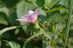 Halberdleaf rosemallow