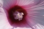 Halberdleaf rosemallow