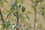 Halberdleaf rosemallow