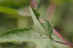 Halberdleaf rosemallow