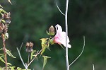 Halberdleaf rosemallow