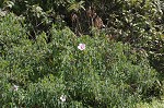 Halberdleaf rosemallow