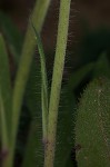 Meadow hawkweed