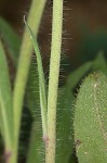 Meadow hawkweed