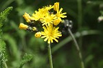 Meadow hawkweed