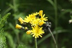 Meadow hawkweed