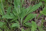 Meadow hawkweed