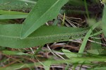 Meadow hawkweed