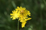 Meadow hawkweed