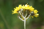 Meadow hawkweed