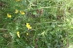 Meadow hawkweed