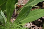 Meadow hawkweed