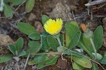 Mouseear hawkweed