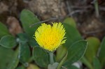 Mouseear hawkweed