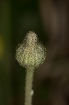 Mouseear hawkweed