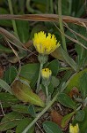 Mouseear hawkweed