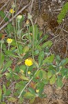 Mouseear hawkweed