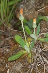 Mouseear hawkweed