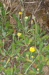 Mouseear hawkweed