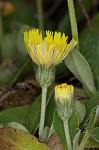 Mouseear hawkweed