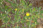 Mouseear hawkweed