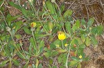 Mouseear hawkweed