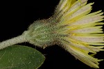 Mouseear hawkweed