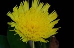 Mouseear hawkweed