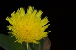 Mouseear hawkweed