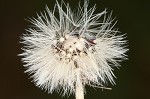 Mouseear hawkweed