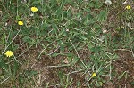 Mouseear hawkweed