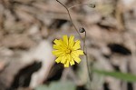 Rattlesnakeweed