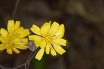 Rattlesnakeweed