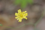 Rattlesnakeweed