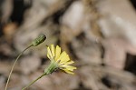 Rattlesnakeweed