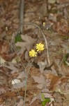 Rattlesnakeweed