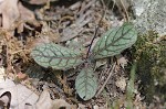 Rattlesnakeweed