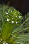 American featherfoil