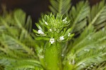 American featherfoil