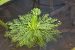 American featherfoil