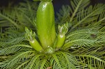 American featherfoil