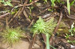 American featherfoil