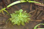 American featherfoil