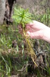 American featherfoil