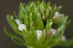 American featherfoil