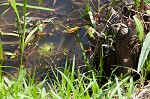 American featherfoil